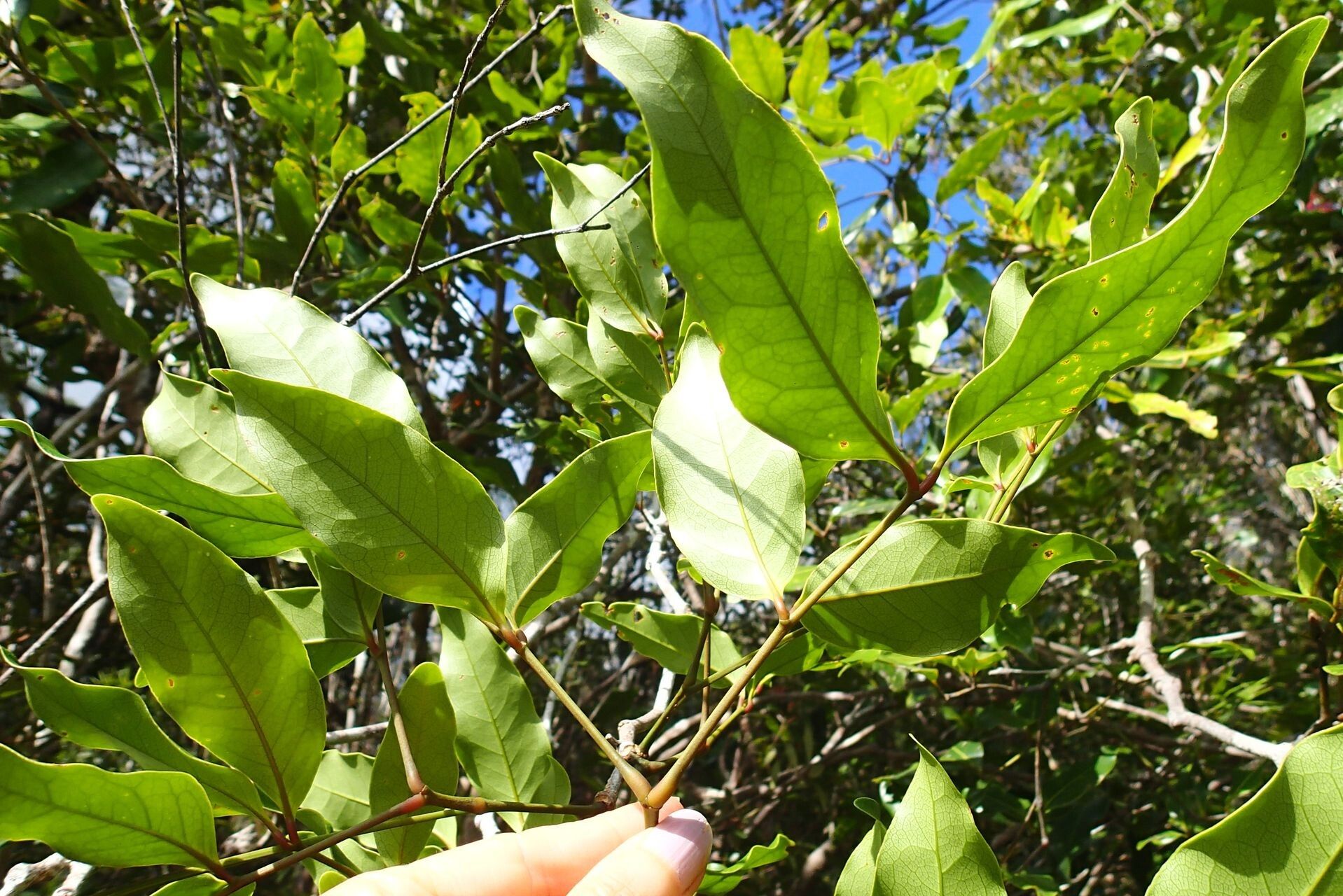 Archidendropsis paivana leaf
