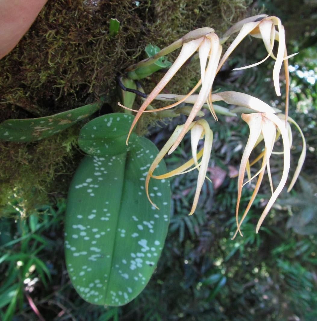 Maxillaria reichenheimiana leaf