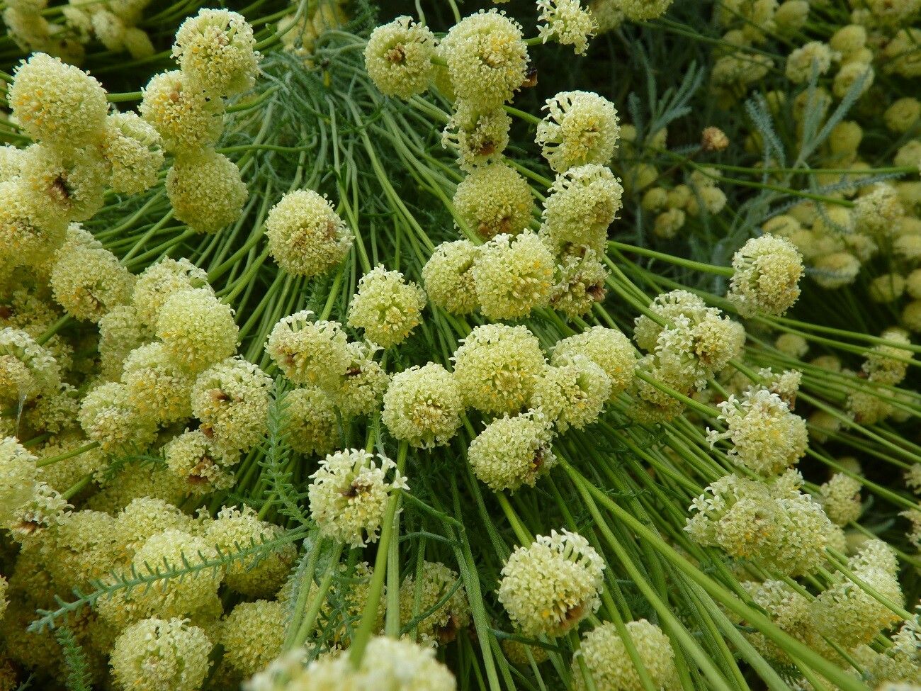 Santolina etrusca flower