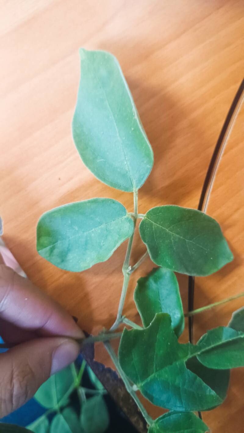 Canavalia llanorum — houseplant care guide