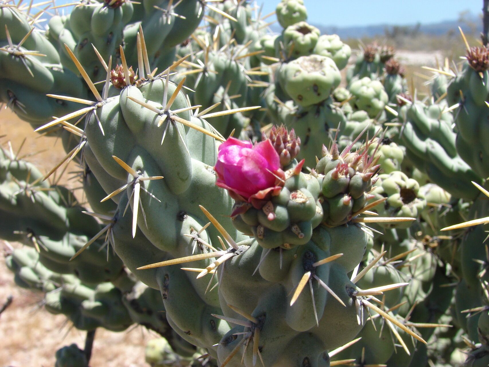 Cylindropuntia cholla habit
