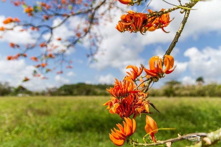 Erythrina poeppigiana flower