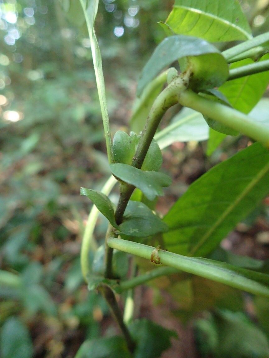 Psychotria magnistipula — houseplant care guide