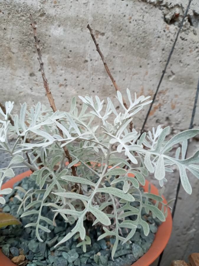 Senecio viravira flower