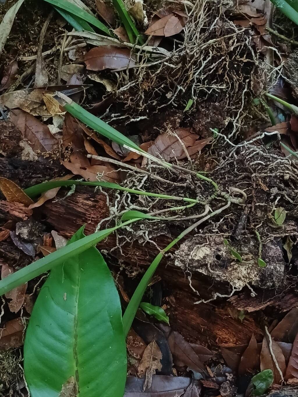 Prosthechea aemula bark