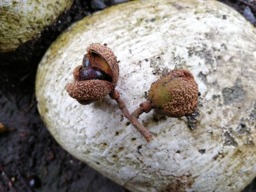 Cupania glabra fruit