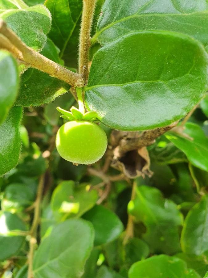 Dovyalis abyssinica fruit