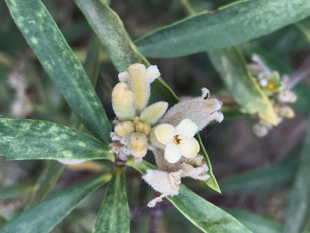 Daphne mucronata flower