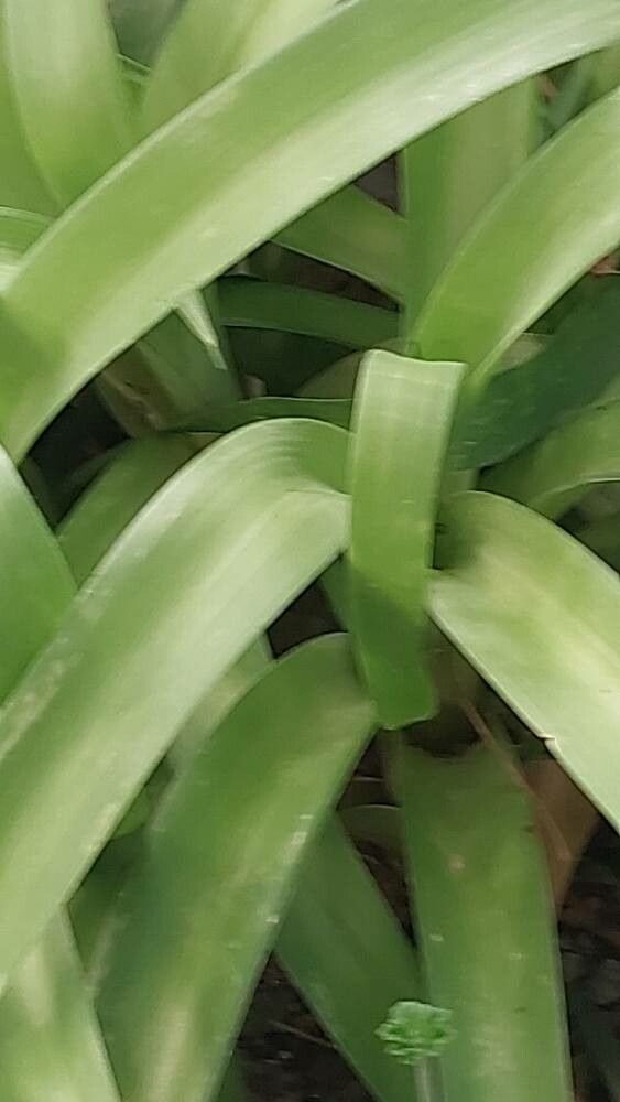 Albuca batteniana leaf