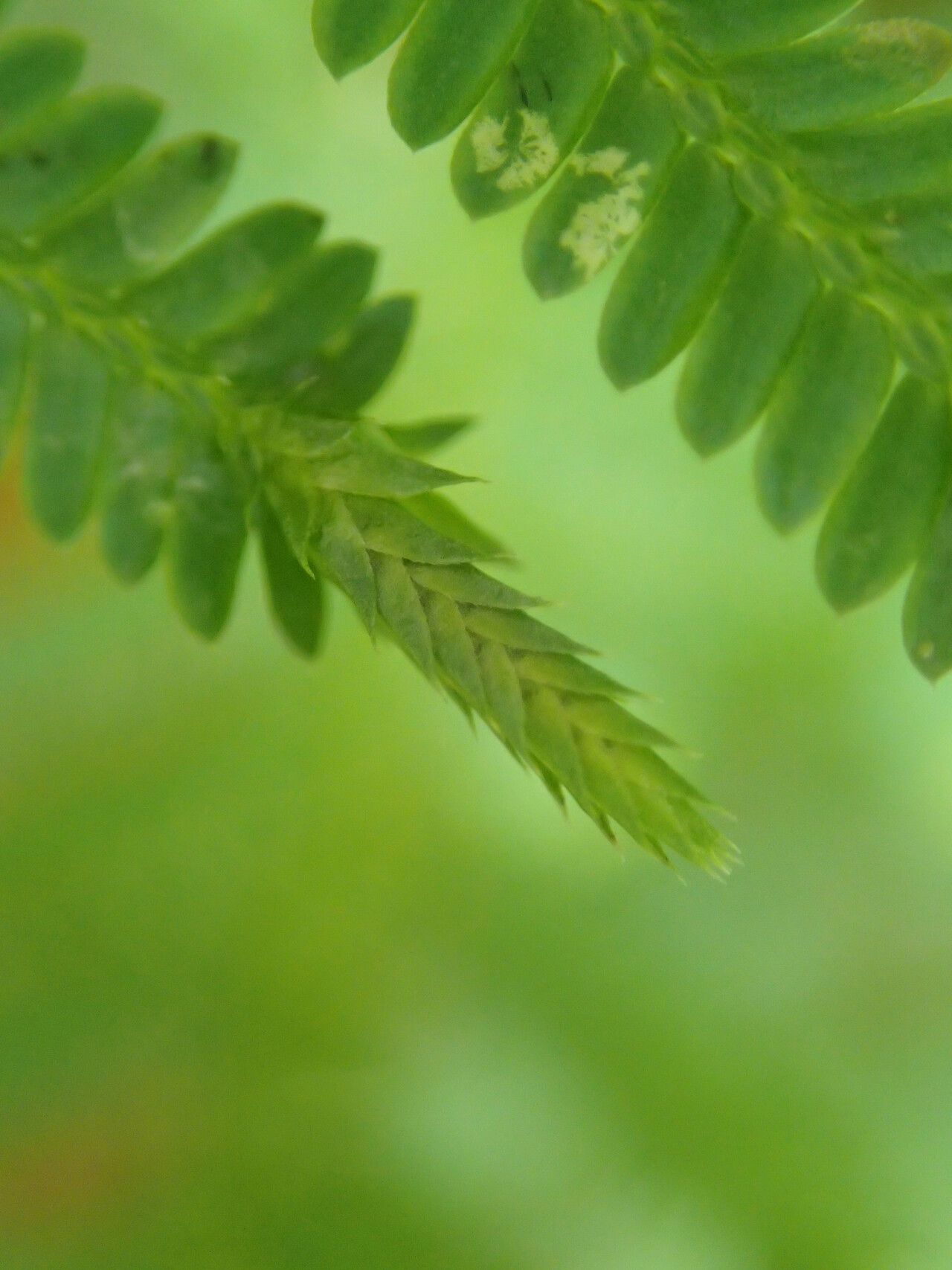 Selaginella myosurus leaf