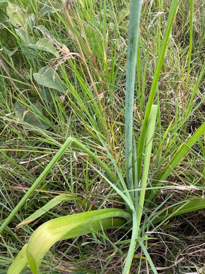 Ornithogalum tenuifolium — houseplant care guide