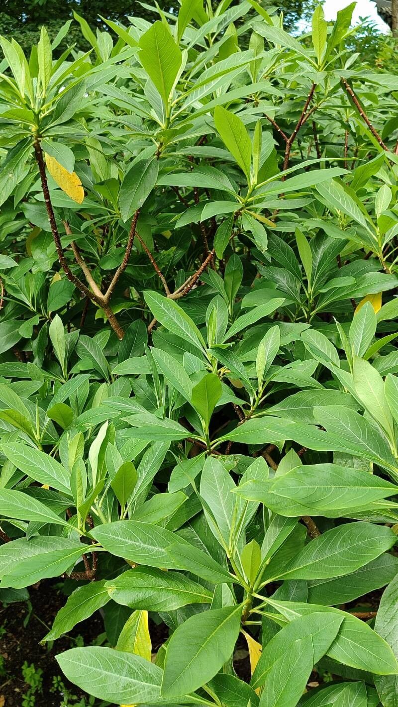 Polygonatum curvistylum