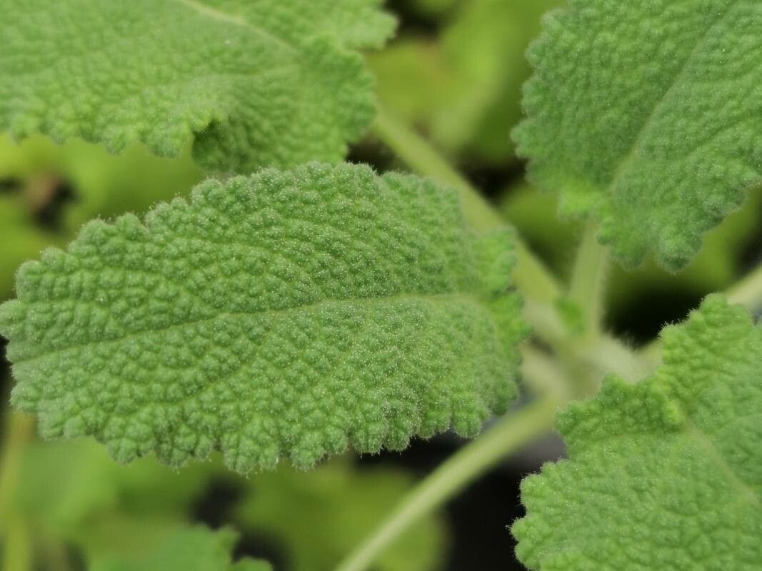 Salvia disermas — houseplant care guide