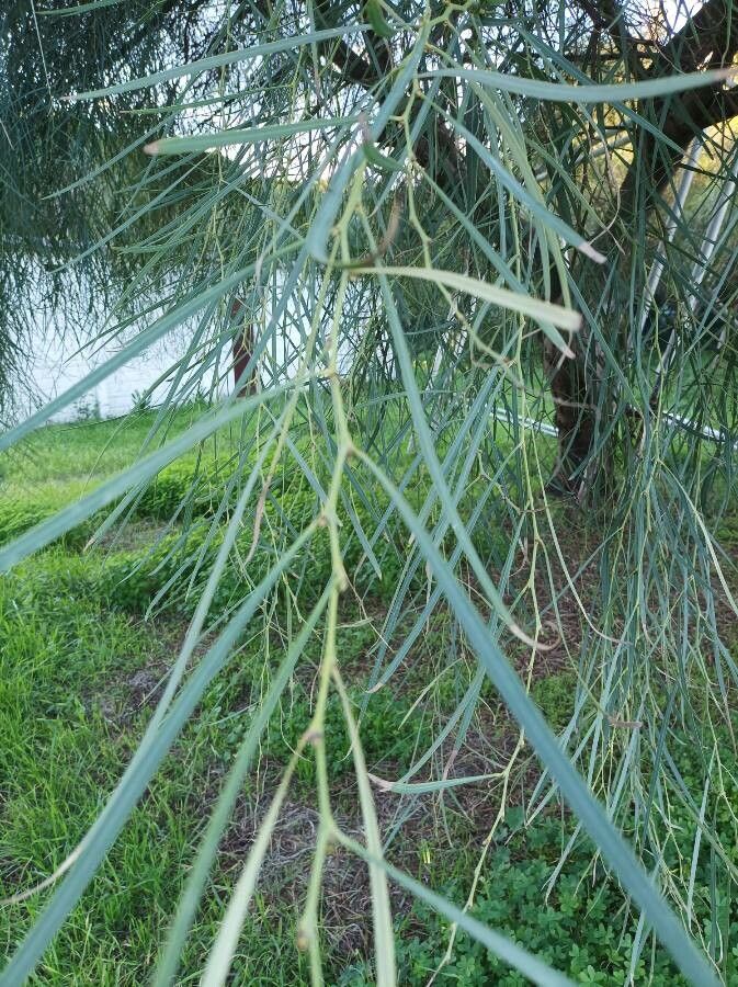 Acacia retinodes — search result for 'Fabaceae'