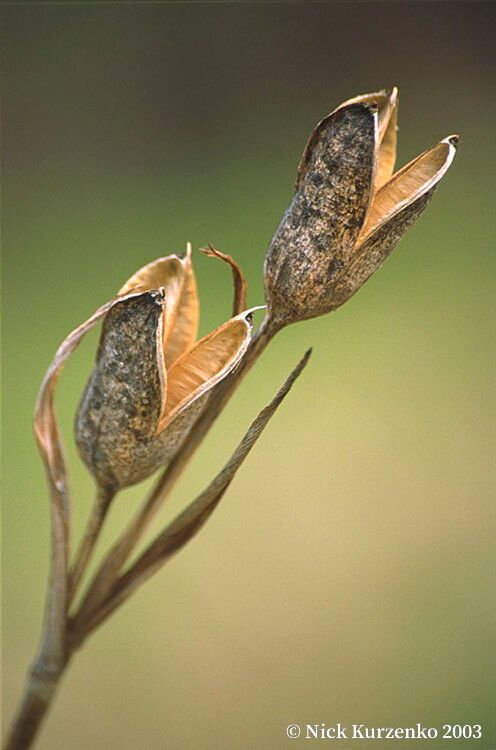 Iris ensata fruit