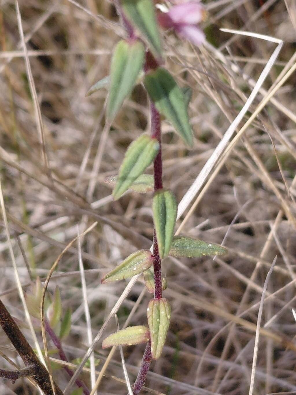 Odontites vulgaris leaf