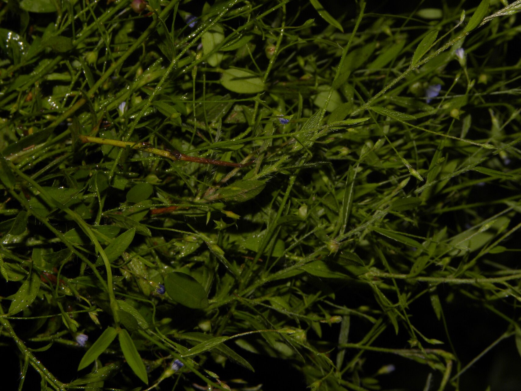 Evolvulus filipes habit