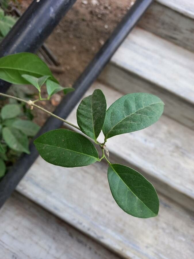 Mansoa alliacea — search result for 'Bignoniaceae'