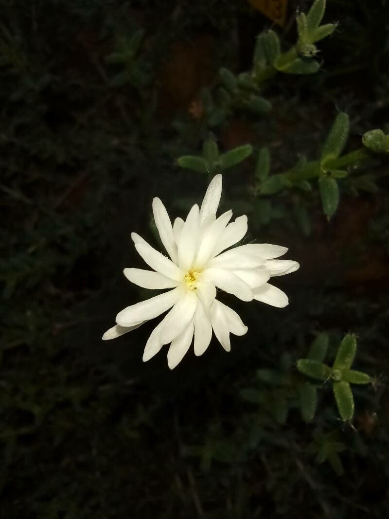 Trichodiadema peersii flower