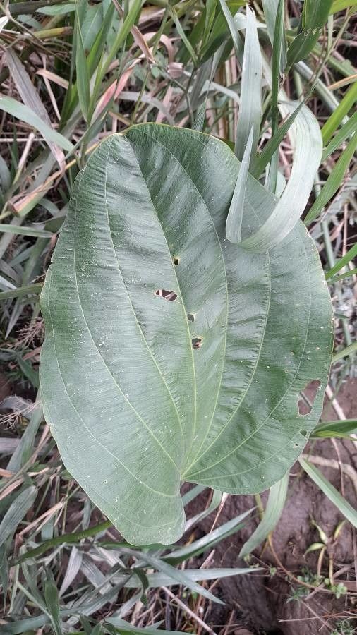 Echinodorus grandiflorus leaf