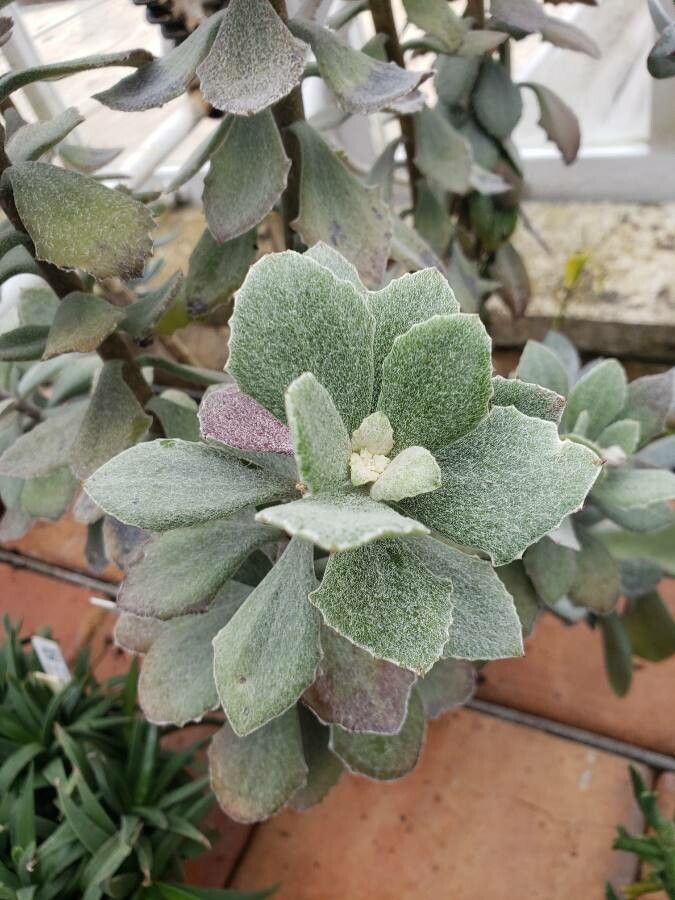 Senecio medley-woodii — houseplant care guide