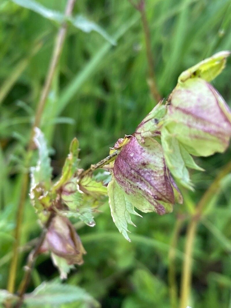 Rhinanthus angustifolius fruit