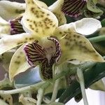 Dendrobium macrophyllum