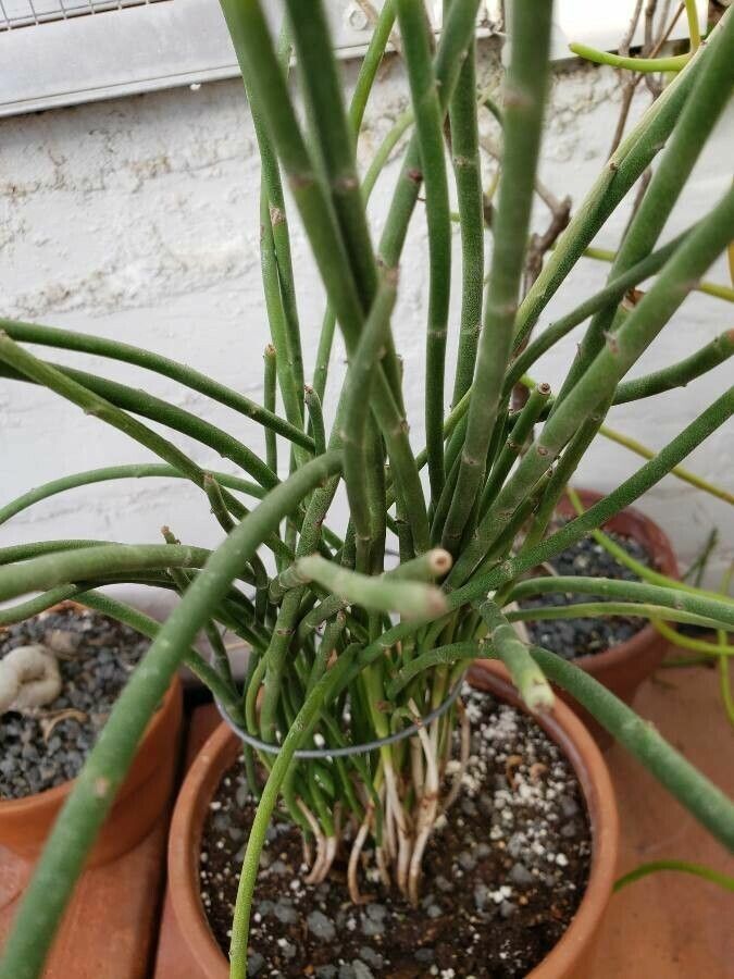 Euphorbia antisyphilitica — search result for 'Euphorbia'