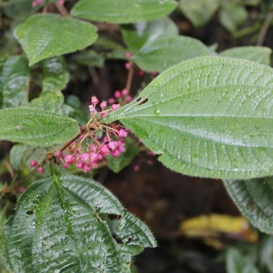 Clidemia quinquenervia flower