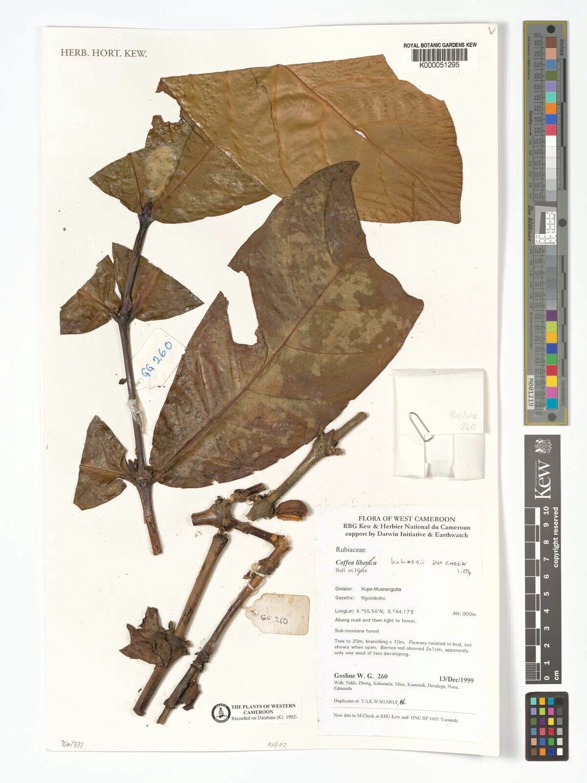 Coffea bakossii — search result for 'Coffea'