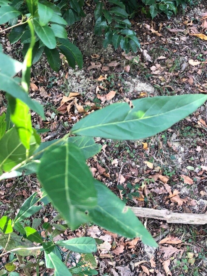 Combretum caffrum — houseplant care guide