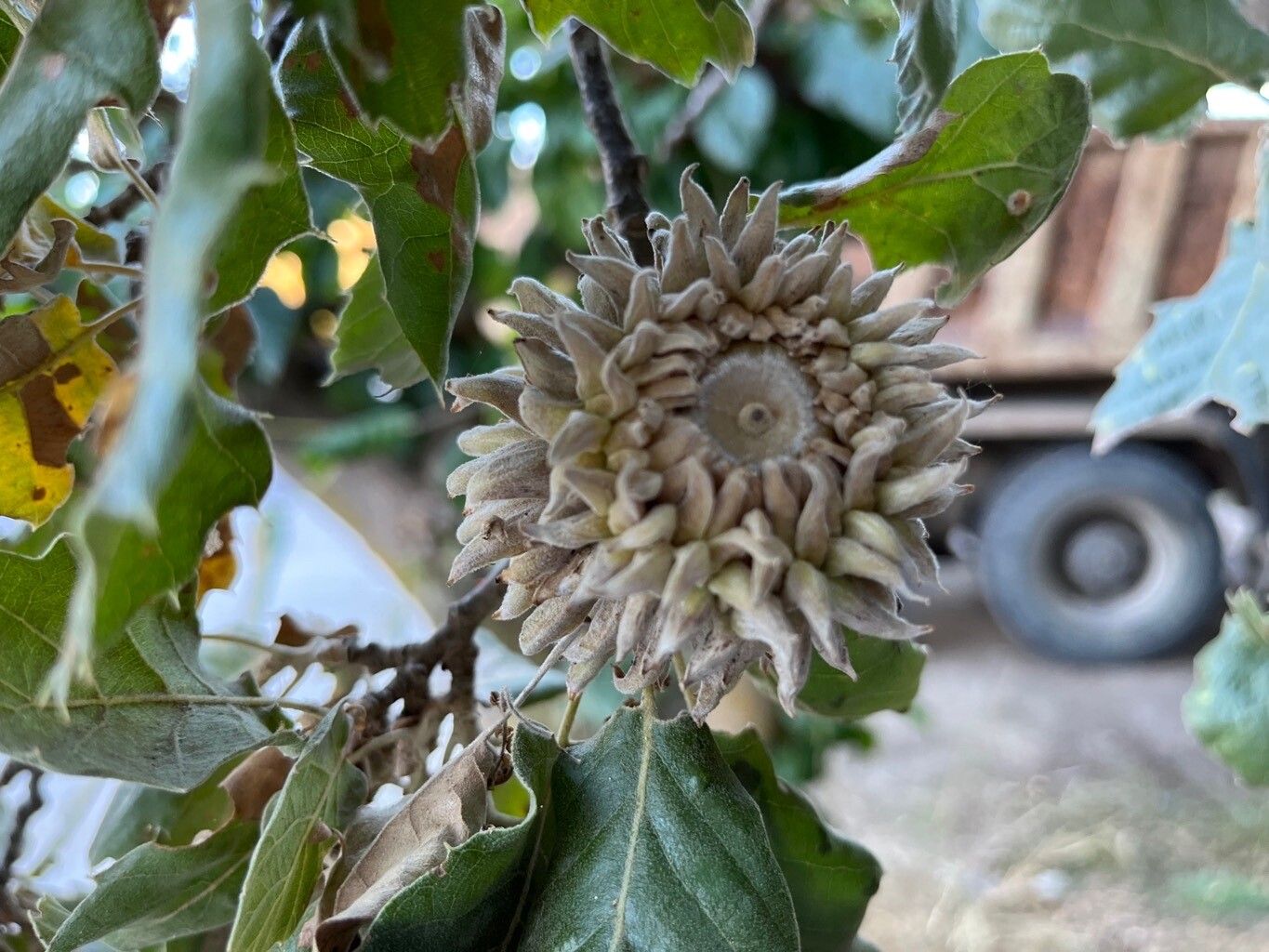 Quercus ithaburensis fruit
