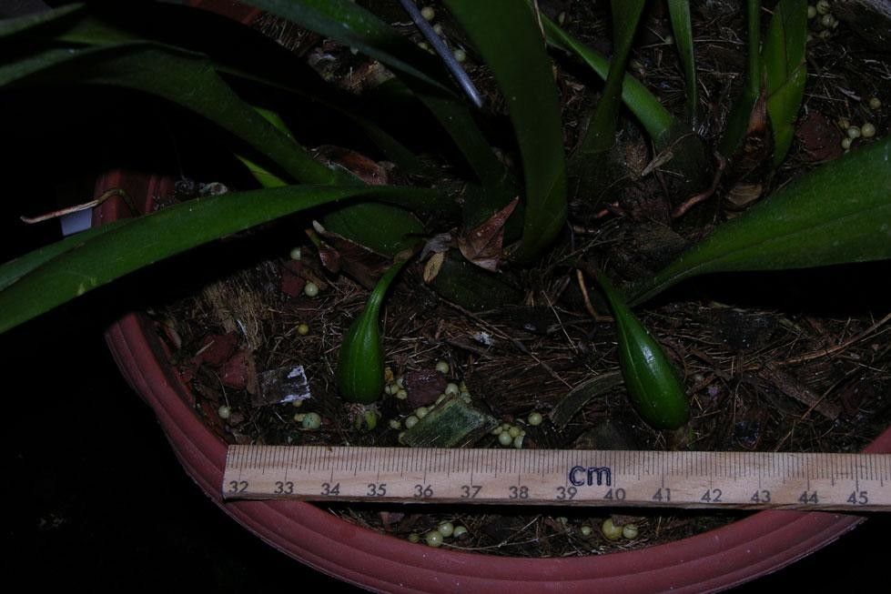 Mormolyca hedwigiae other