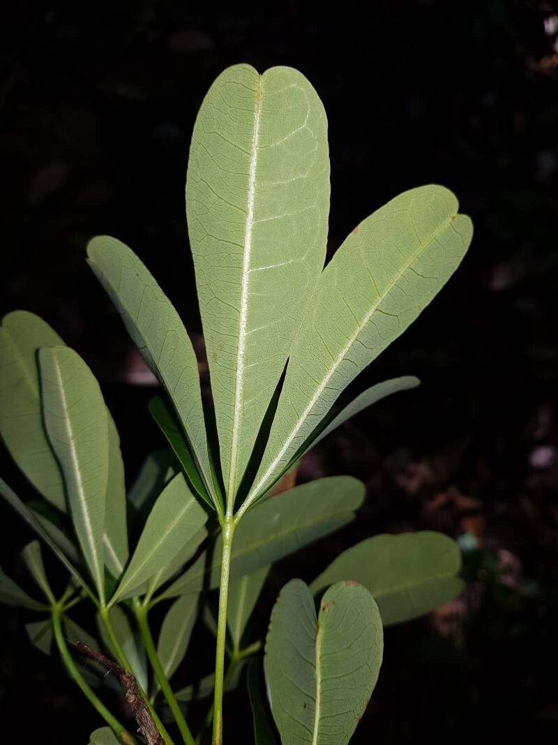 Pachira sessilis — houseplant care guide