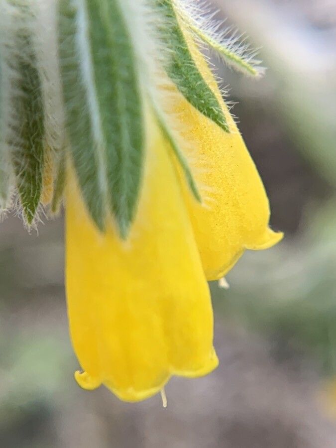 Onosma gigantea flower