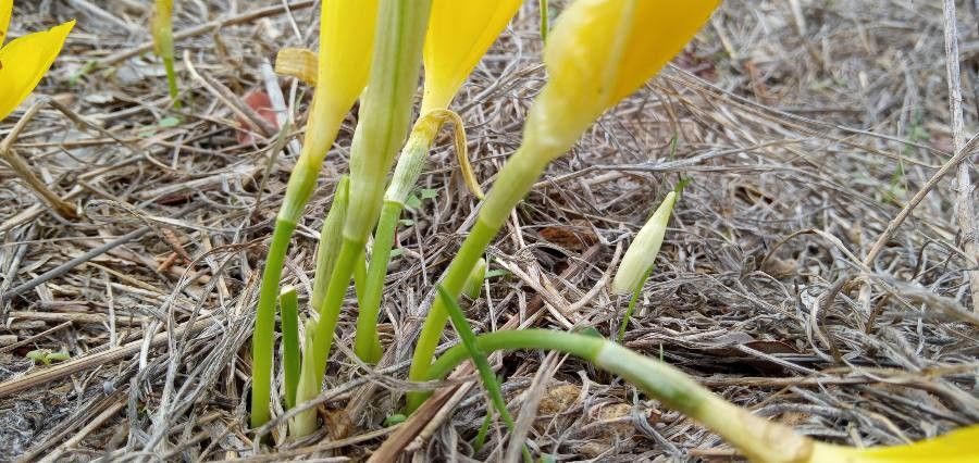 Sternbergia lutea bark