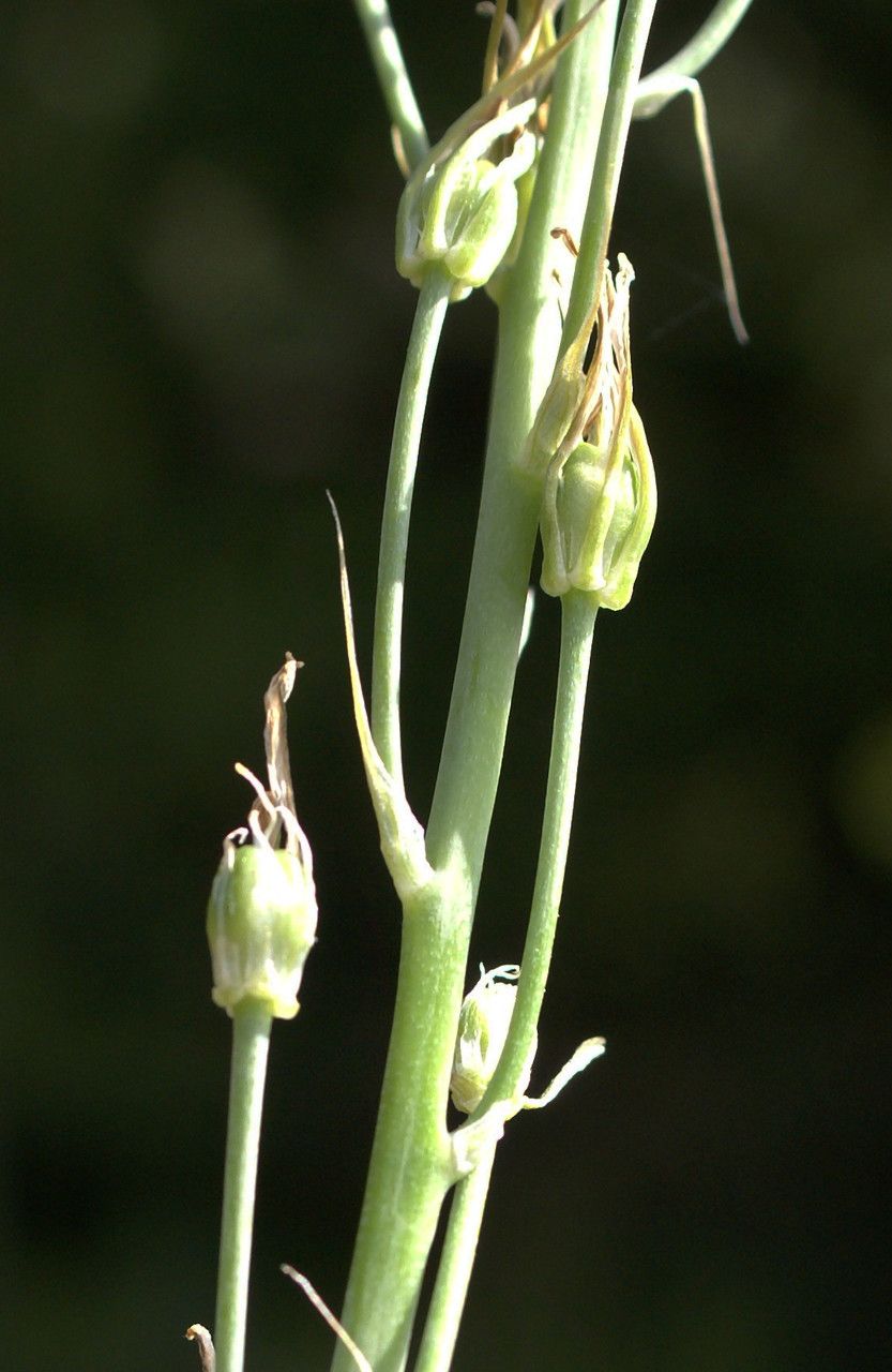 Ornithogalum narbonense fruit