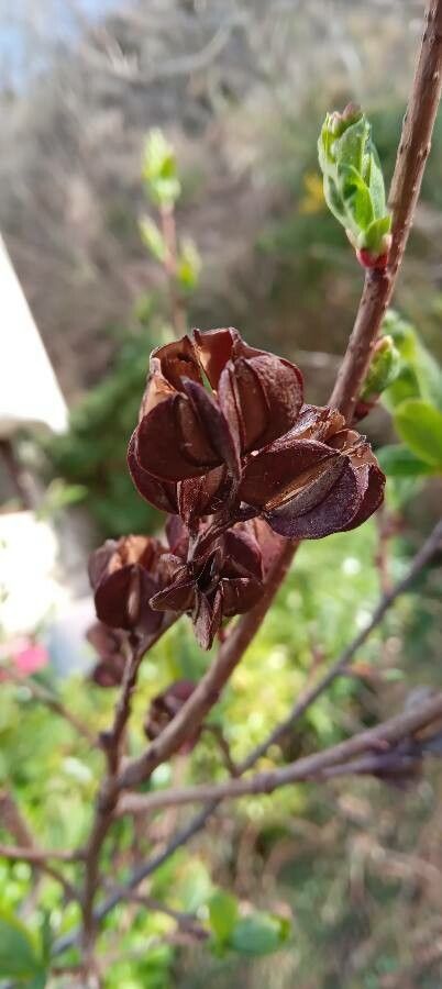 Exochorda racemosa fruit