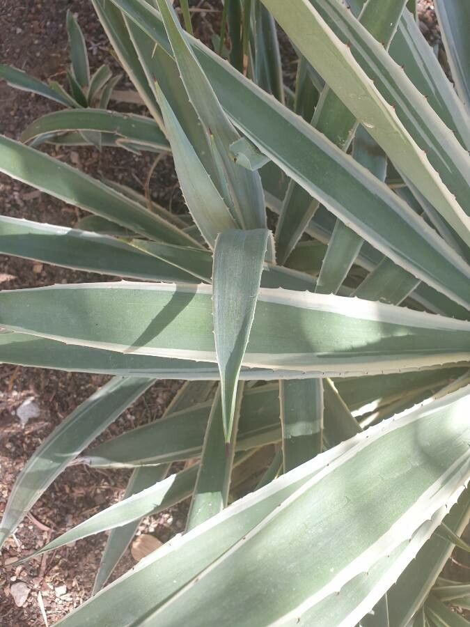 Agave angustifolia — search result for 'Agave'
