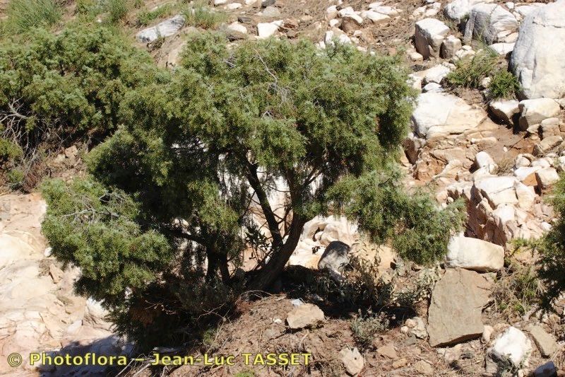 Juniperus navicularis habit