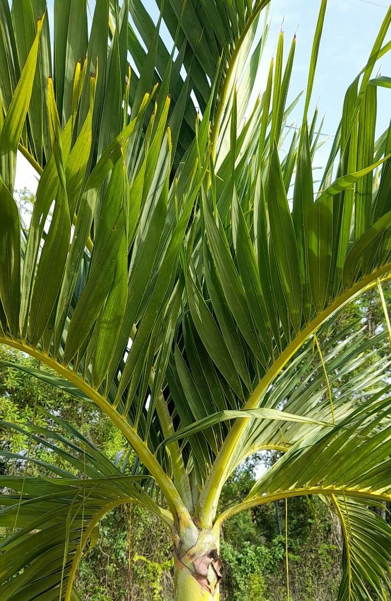 Adonidia merrillii leaf