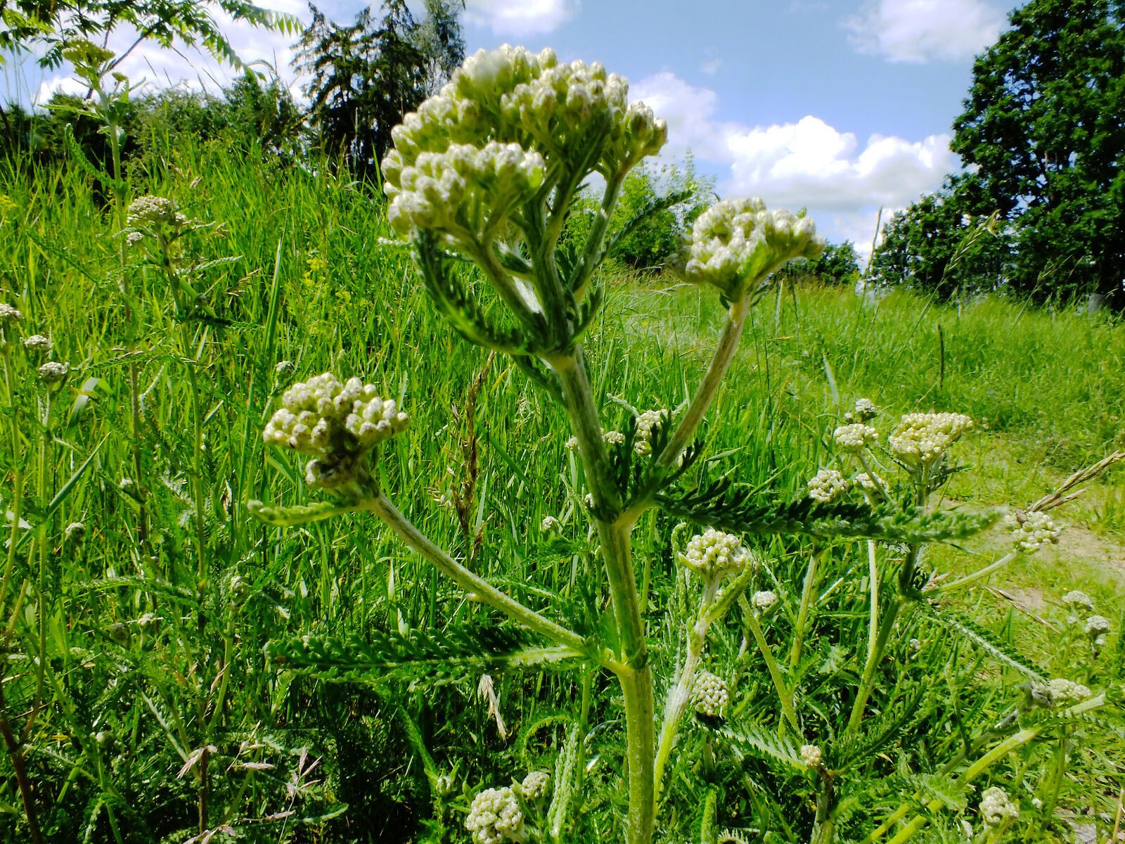 Achillea pannonica — search result for 'Achillea'