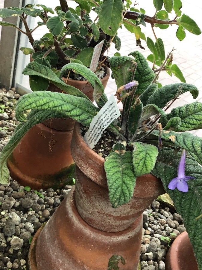 Streptocarpus modestus habit