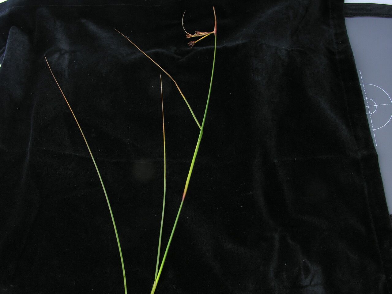 Juncus himalensis — houseplant care guide