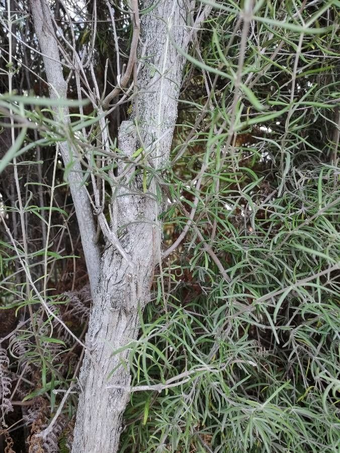 Teucrium creticum bark