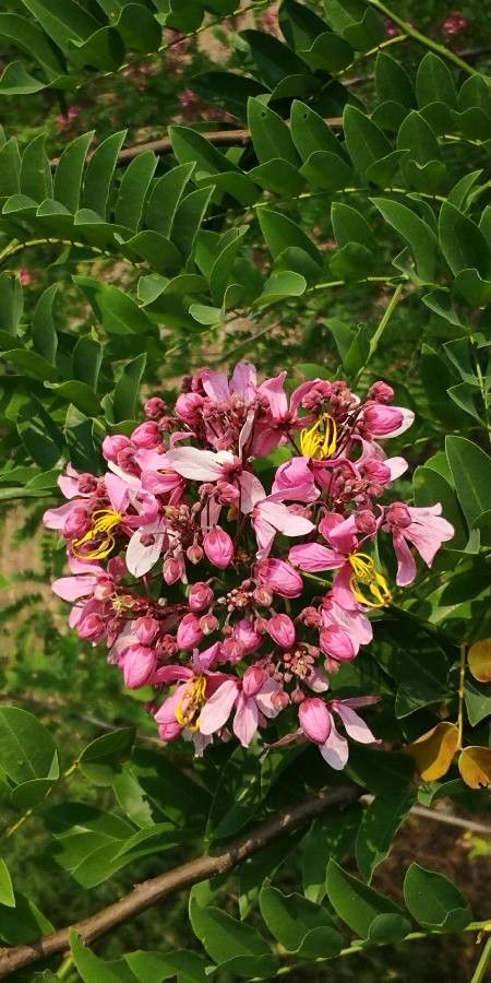 Cassia javanica flower