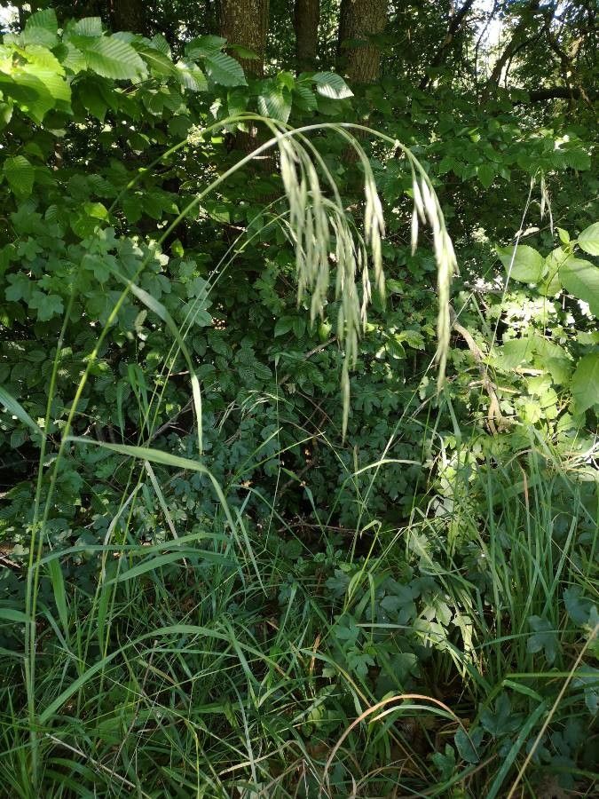 Bromus benekenii habit
