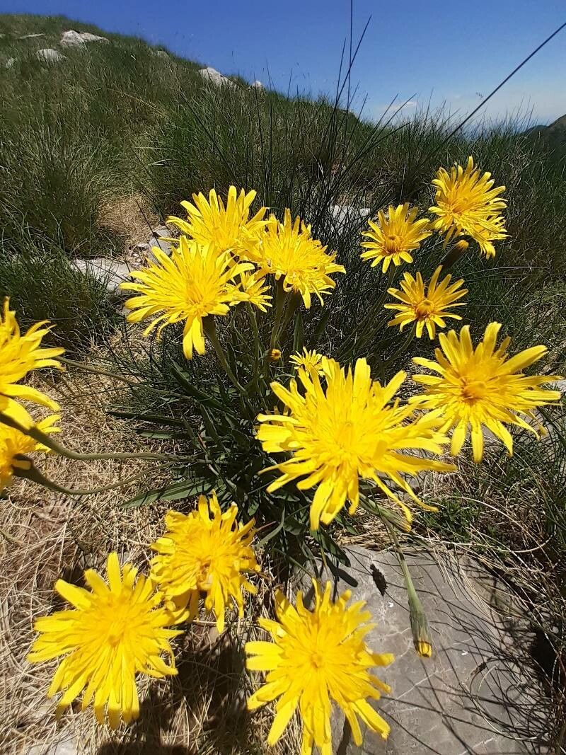Crepis jacquinii flower