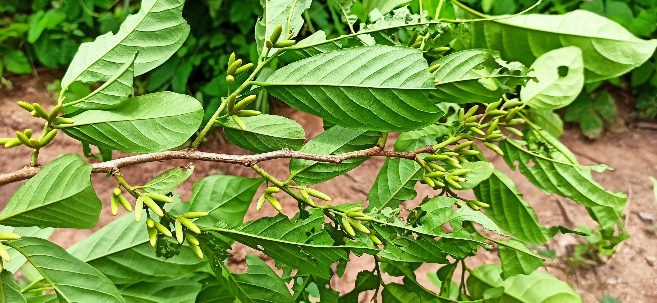 Diospyros monbuttensis — houseplant care guide