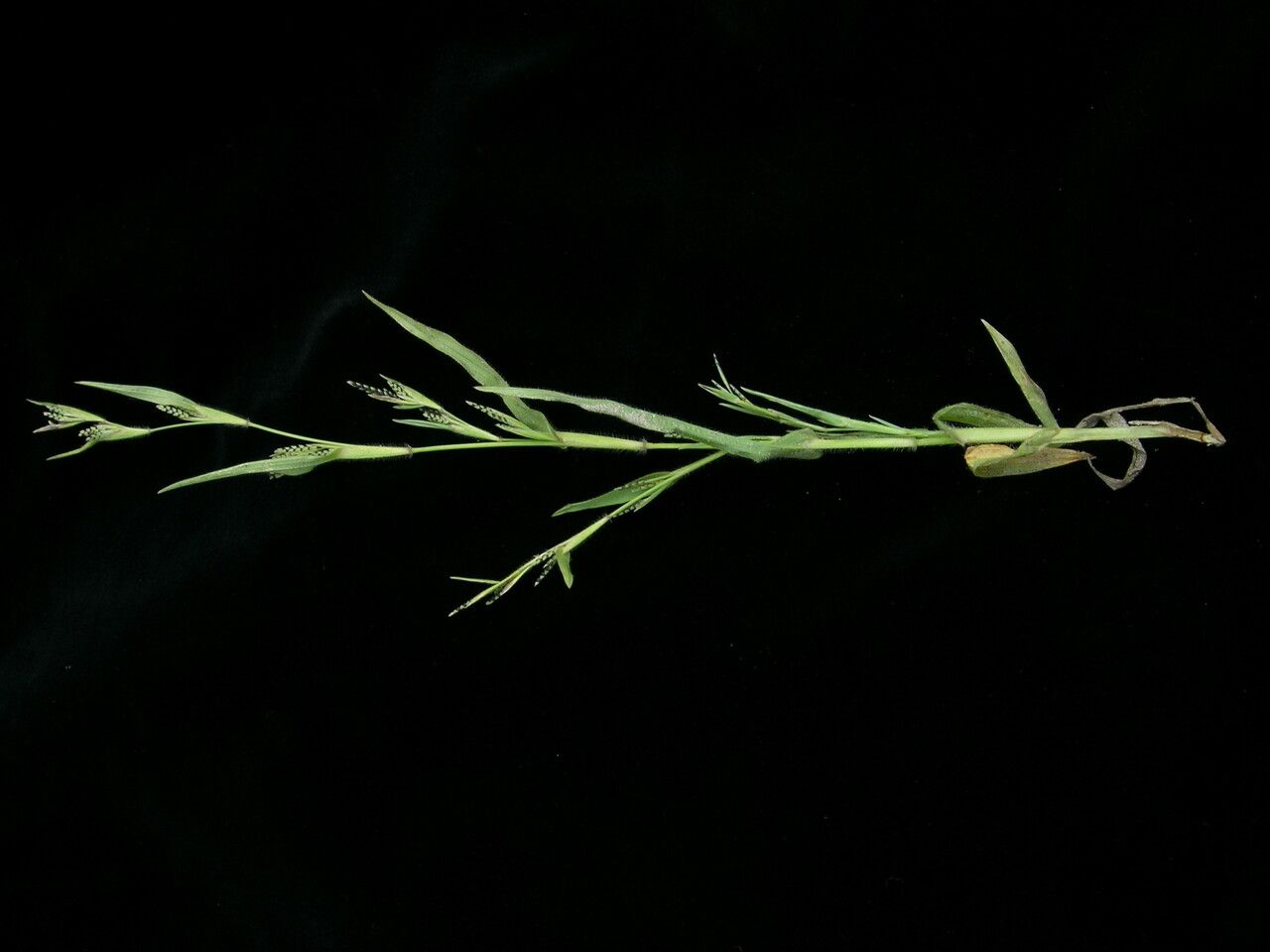 Hackelochloa granularis habit
